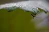 In The Garden thumbnail